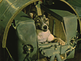 Illustration for article titled The First Animals In Space